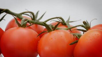 Cherries tomatoes rotating. Loop video