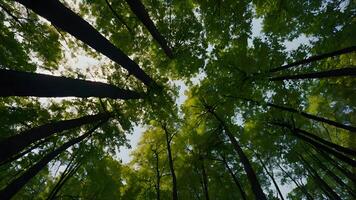 Looking Up Through the Canopy of a Lush Forest photo