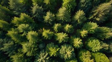 Lush Green Forest Canopy Viewed from Above photo