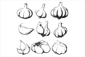 Hand drawn sketch black and white set of garlic, slice. illustration. Elements in graphic style label, card, sticker, menu, package. Engraved style illustration vector