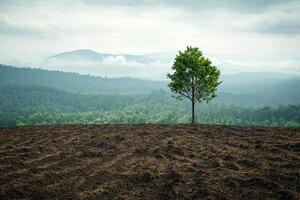 A single tree stands in a freshly plowed field, highlighting deforestation and agricultural expansion against a backdrop of clouds and forest photo