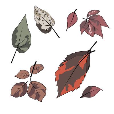Autumn season leaf drawing illustration set. Hand drawn tree leave shapes on isolated background.