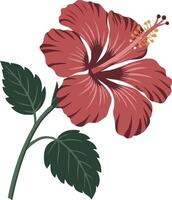 A red hibiscus flower with green leaves vector
