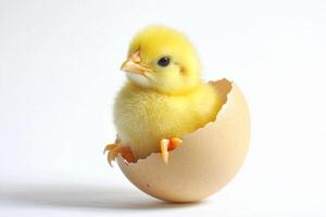 Little yellow chicks just hatched from an egg and sitting in the shell on a white background photo