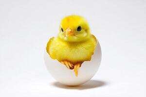 Little yellow chicks just hatched from an egg and sitting in the shell on a white background photo