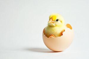 Little yellow chicks just hatched from an egg and sitting in the shell on a white background photo