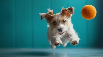 Playful pet dog puppy engaging in funny activities playing with toy photo