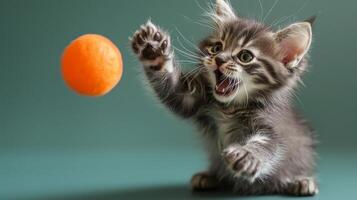 Playful pet cat kitty engaging in funny activities playing with toy photo