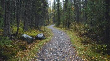 Nature trail and hiking path in forest. Forest scene with hiking path, straight trail through forest photo
