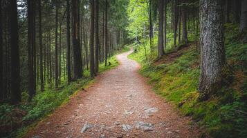 Nature trail and hiking path in forest. Forest scene with hiking path, straight trail through forest photo