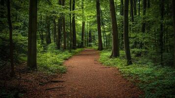 Nature trail and hiking path in forest. Forest scene with hiking path, straight trail through forest photo