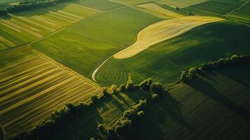 Aerial view of sprawling agricultural landscape with neatly arranged fields. Farmland photo