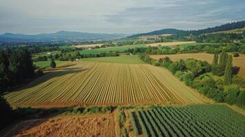 Aerial view of sprawling agricultural landscape with neatly arranged fields. Farmland photo