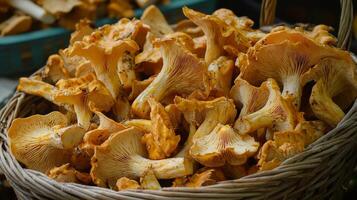 Freshly foraged wild mushrooms in a basket. Rustic wicker basket filled freshly harvested mushrooms photo