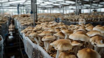 Mushroom cultivation in indoor farms, Growing of mushrooms from compost into casing on organic farm photo