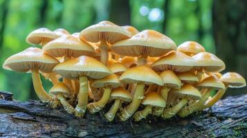 A forest scene with mushrooms growing on a fallen log, surrounded by moss and leaves photo