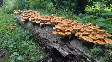 A forest scene with mushrooms growing on a fallen log, surrounded by moss and leaves photo