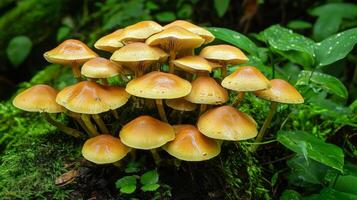 Mushrooms growing in a lush forest setting photo