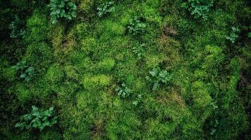 Textured surface with moss as background, top view. Green moss texture photo