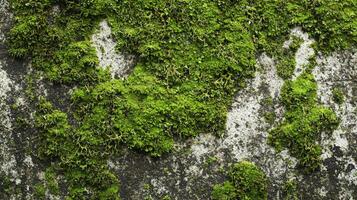 Textured surface with moss as background, top view. Green moss texture photo