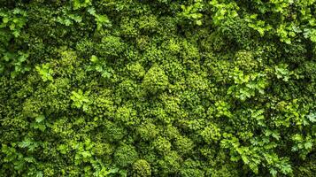 Textured surface with moss as background, top view. Green moss texture photo