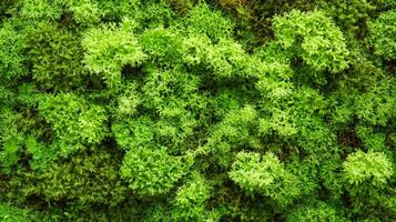 Textured surface with moss as background, top view. Green moss texture photo