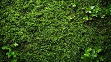 Textured surface with moss as background, top view. Green moss texture photo