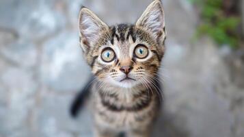 Funny cat expression caught on camera. A beautiful portrait of a cat photo