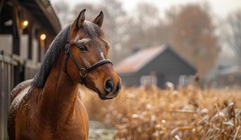 A brown horse with a black bridle stands in a field of tall grass. The horse is looking directly at the camera, and the scene has a peaceful, serene mood photo