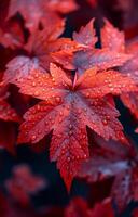 A leaf with raindrops on it. The leaf is red and the raindrops are small. The image has a mood of calmness and serenity photo