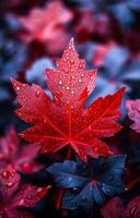 A leaf with raindrops on it is the main focus of the image. The leaf is surrounded by other leaves, some of which are also wet photo