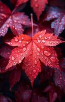 A leaf with raindrops on it. The leaf is red and the raindrops are small. The image has a mood of calmness and serenity photo