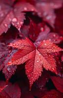 A close up of a leaf with raindrops on it. The leaf is red and the raindrops are small and scattered. Concept of tranquility and calmness, as the raindrops gently fall on the leaf photo