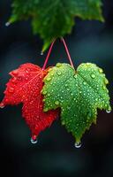 Two leaves with water droplets on them, one red and one green. The red leaf is on the left and the green leaf is on the right photo