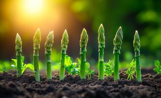 A group of asparagus plants are growing in the dirt, with each plant standing upright and reaching towards the sky. The plants are all of the same size and are evenly spaced out, creating a neat photo