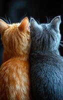 Two cats are sitting next to each other, one is orange and the other is gray. Concept of companionship and warmth between the two cats photo
