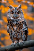 A brown owl is perched on a branch, staring at the camera. The image has a warm, autumnal feel, with the orange leaves in the background adding to the cozy atmosphere photo