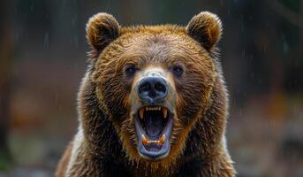A bear with its mouth open and teeth bared. The bear is angry and ready to attack photo