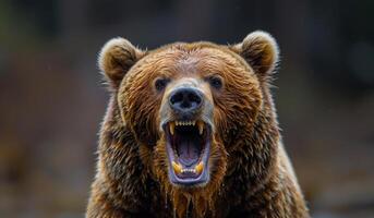 A bear with its mouth open and teeth bared, looking angry and ready to attack. The bear is in a forest, surrounded by trees and bushes. Scene is tense and ominous photo