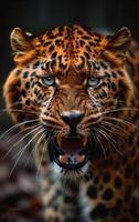 A leopard is shown with its mouth open and teeth bared. Concept of danger and aggression, as the leopard appears to be ready to attack photo