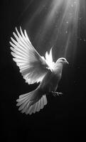 A white dove is flying in the air. The image is black and white, and the dove is the main focus. Scene is peaceful and serene, as the dove is soaring through the sky photo