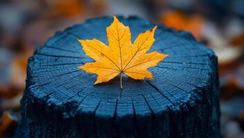 A leaf is on top of a log. The leaf is yellow and the log is black. The image has a peaceful and serene mood photo