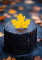 A leaf is on top of a log. The leaf is yellow and the log is black. The image has a mood of autumn and the idea is that the leaf is a symbol of the season photo