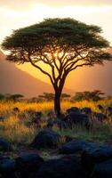 A tree is silhouetted against the sky, with the sun setting behind it. The scene is peaceful and serene, with the tree providing a sense of stability and strength photo