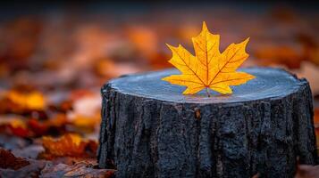 A leaf is on top of a log. The leaf is orange and the log is black. The image has a peaceful and serene mood photo