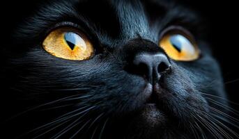 A black cat with yellow eyes staring at the camera. The cat's eyes are large and bright, giving it a mysterious and captivating appearance photo