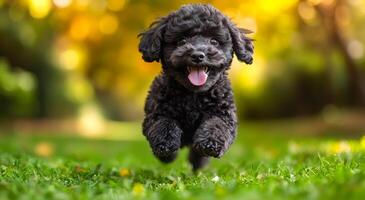 A black poodle is running in a grassy field. The dog is happy and energetic, with its tongue hanging out. The scene is lively and joyful, capturing the essence of a playful photo