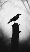 A black and white photo of a crow perched on a tree branch. The image has a moody and mysterious feel to it, as the bird is the only visible element in the scene