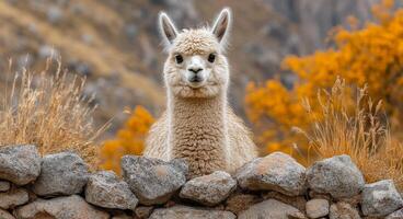 A llama posing by a stone wall during autumn. A llama rests atop a stone wall surrounded by vibrant autumn foliage in the serene mountains. photo