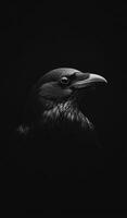 Close-up of a raven on dark background. The raven's sleek features and shiny feathers stand out against a dark backdrop, highlighting its intriguing expression and eyes. photo